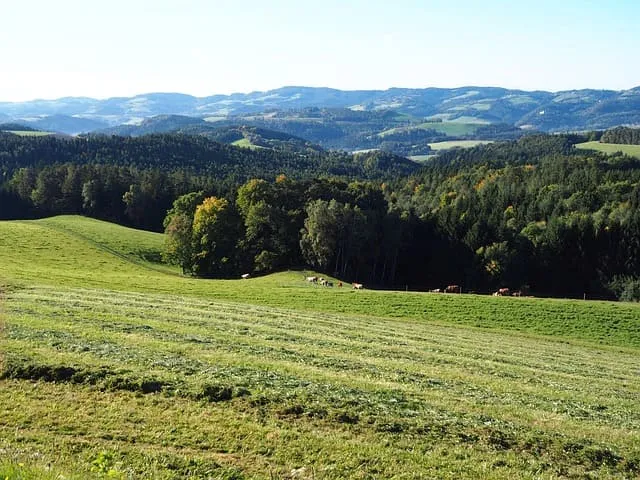 Grüne Hügellandschaft mit gemähter Wiese, Wald und weidenden Kühen vor einer Bergkulisse.